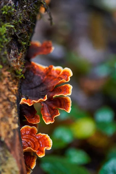 Colonie Champignons Parasites Poussant Sur Une Souche Arbre — Photo