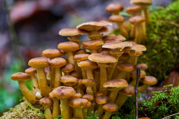 Gros Plan Champignons Agariques Miel Poussant Sur Les Souches Arbres — Photo