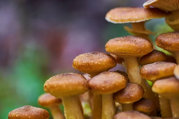 Zbliżenie Grzybów Miodowych Agaric Rosnących Pniakach Drzew — Zdjęcie stockowe