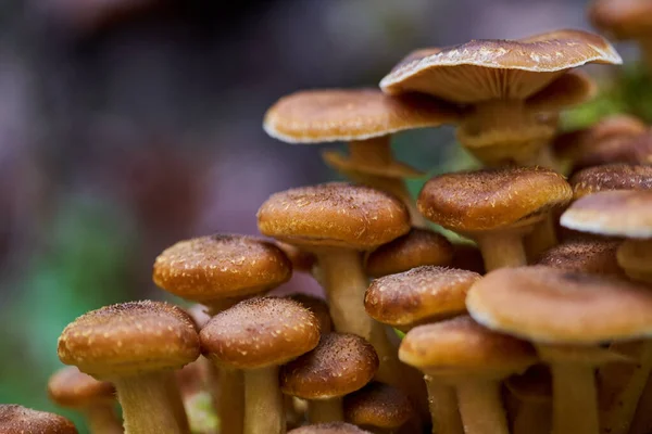 Zbliżenie Grzybów Miodowych Agaric Rosnących Pniakach Drzew — Zdjęcie stockowe