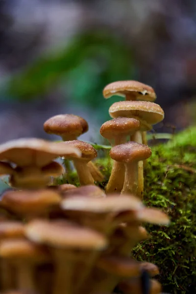 Gros Plan Champignons Agariques Miel Poussant Sur Les Souches Arbres — Photo