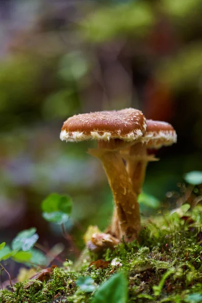 木桩上生长的不可知论蜂蜜蘑菇的封闭作用 — 图库照片