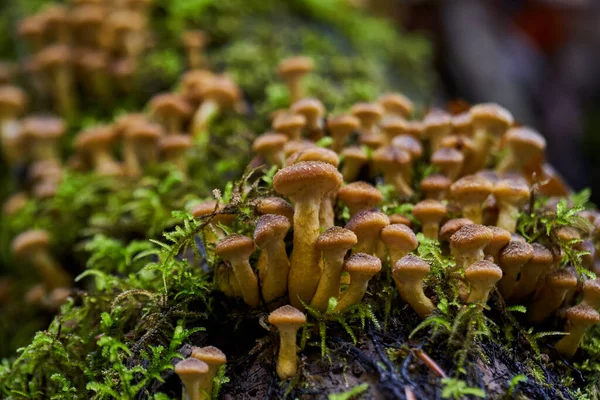 Gros Plan Champignons Agariques Miel Poussant Sur Les Souches Arbres — Photo