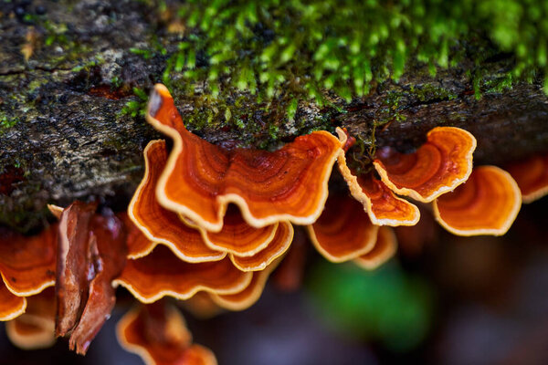 Parasite mushroom colony growing on a tree stump