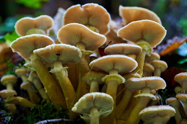 Zbliżenie Grzybów Miodowych Agaric Rosnących Pniakach Drzew — Zdjęcie stockowe