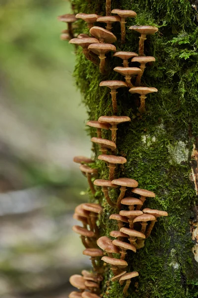 Gros Plan Champignons Agariques Miel Poussant Sur Les Souches Arbres — Photo