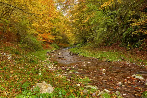 Paisaje Vibrante Río Que Fluye Lentamente Través Colorido Bosque Mediados — Foto de Stock