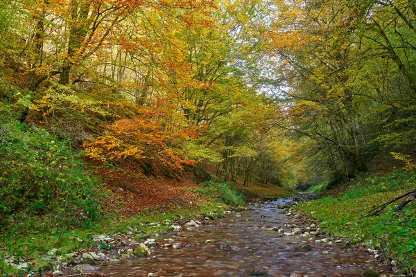 Paisaje Vibrante Río Que Fluye Lentamente Través Colorido Bosque Mediados — Foto de Stock