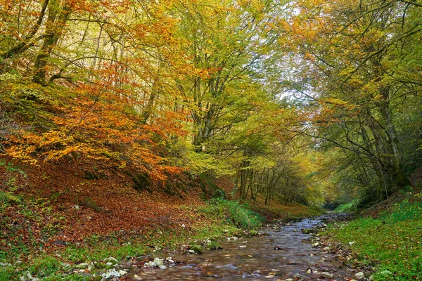 Paisaje Vibrante Río Que Fluye Lentamente Través Colorido Bosque Mediados — Foto de Stock