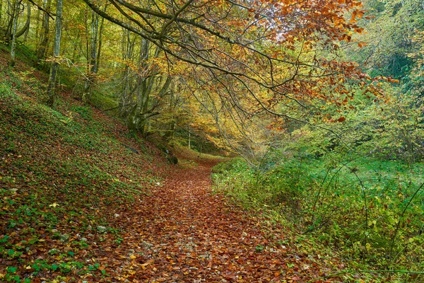 Landschaft Mit Lebendigem Wald Herbst Und Einem Fußweg — Stockfoto