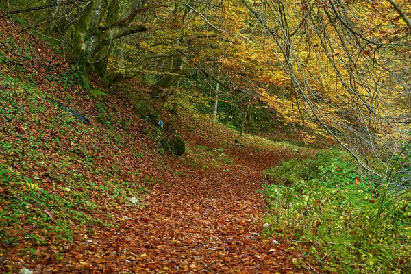 Landschap Met Levendig Bos Herfst Een Wandelpad — Stockfoto