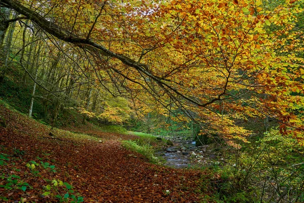 Landschap Met Levendig Bos Herfst Een Wandelpad — Stockfoto