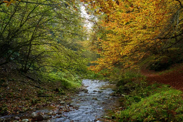 Paisaje Vibrante Río Que Fluye Lentamente Través Colorido Bosque Mediados —  Fotos de Stock