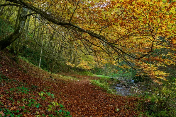 Landschap Met Levendig Bos Herfst Een Wandelpad — Stockfoto