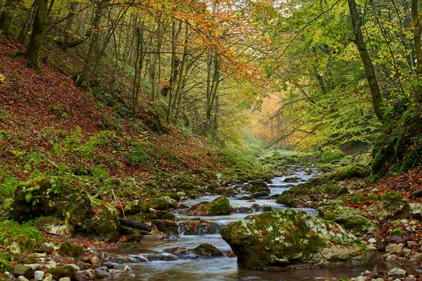 秋の半ばにはカラフルな森をゆっくりと流れる川の鮮やかな風景 — ストック写真