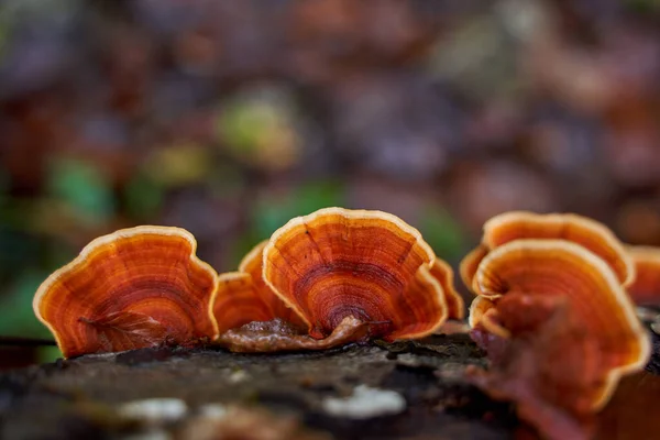 Parasite Mushroom Colony Growing Tree Stump — Stock Photo, Image