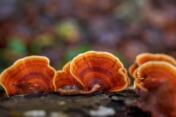 Parasit Svamp Koloni Växer Ett Träd Stubbe — Stockfoto