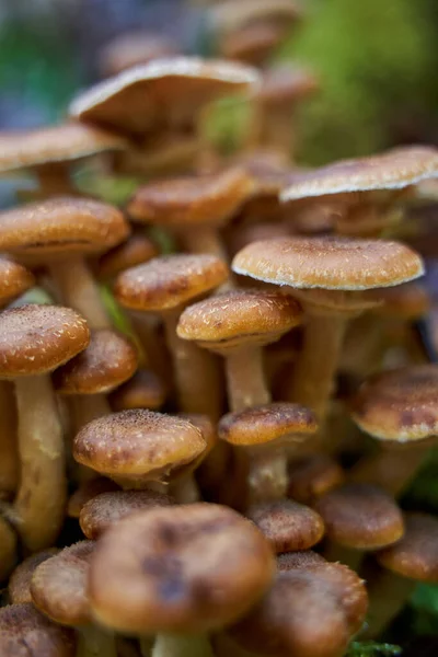 木桩上生长的不可知论蜂蜜蘑菇的封闭作用 — 图库照片