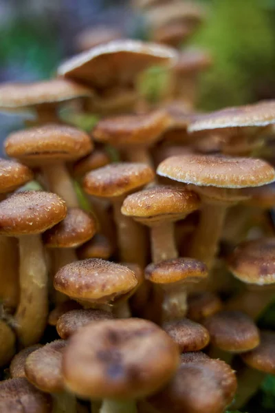 木桩上生长的不可知论蜂蜜蘑菇的封闭作用 — 图库照片