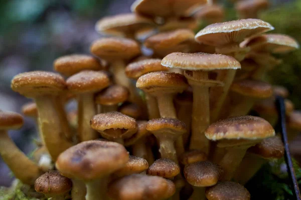 木桩上生长的不可知论蜂蜜蘑菇的封闭作用 — 图库照片