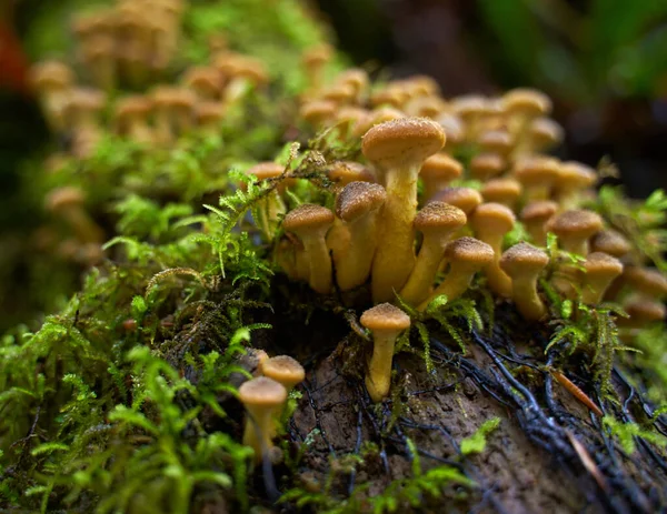 Gros Plan Champignons Agariques Miel Poussant Sur Les Souches Arbres — Photo