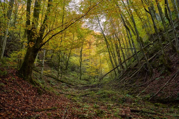 가을의 활기찬 과계로 — 스톡 사진