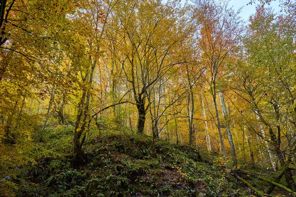 Landscape Vibrant Forest Autumn Footpath — Stock Photo, Image