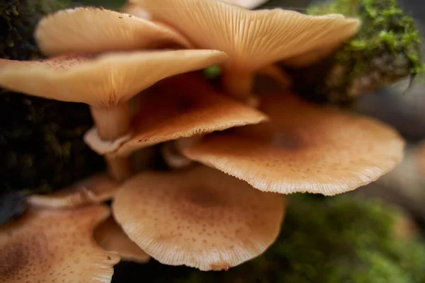 Zbliżenie Grzybów Miodowych Agaric Rosnących Pniakach Drzew — Zdjęcie stockowe