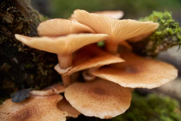Closeup Agaric Honey Mushrooms Growing Tree Stumps — Stock Photo, Image