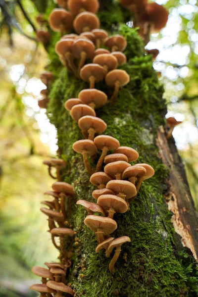 Primer Plano Los Hongos Agáricos Miel Que Crecen Troncos Árboles — Foto de Stock