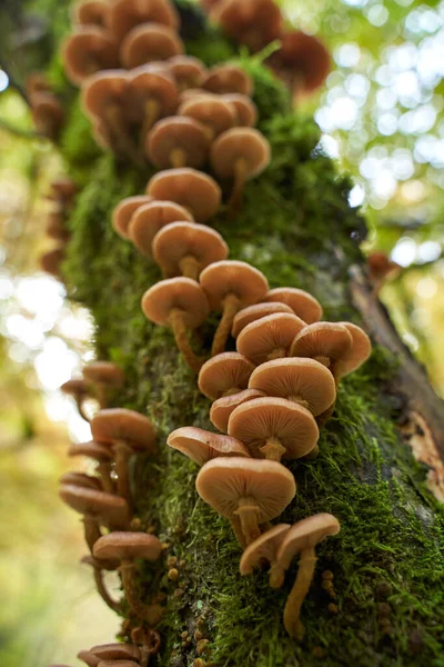 Zbliżenie Grzybów Miodowych Agaric Rosnących Pniakach Drzew — Zdjęcie stockowe