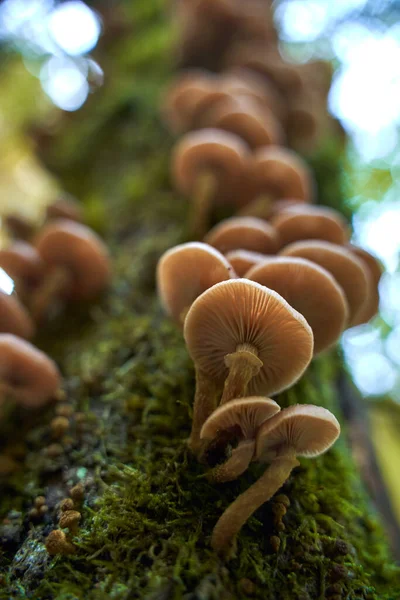 Closeup Cogumelos Mel Agáricos Crescendo Tocos Árvore — Fotografia de Stock