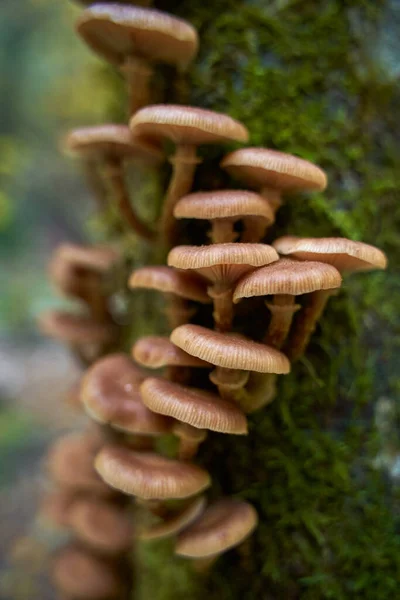 Closeup Agaric Honey Mushrooms Growing Tree Stumps — Stock Photo, Image