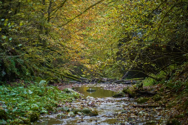 Sonbaharın Ortasında Renkli Bir Ormanın Içinden Yavaşça Akan Bir Nehrin — Stok fotoğraf