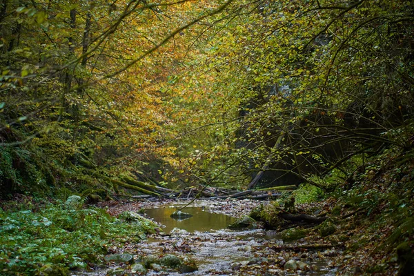 Levendig Landschap Van Een Rivier Langzaam Stromend Door Een Kleurrijk — Stockfoto