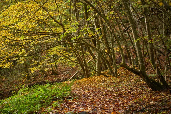 Landschap Met Levendig Bos Herfst Een Wandelpad — Stockfoto