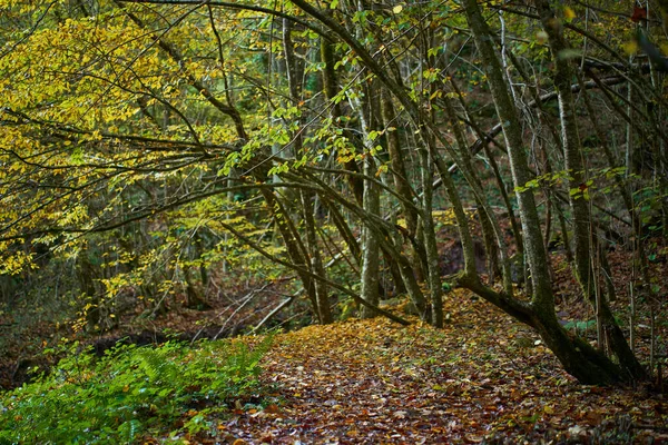 Krajobraz Tętniącym Życiem Lasem Jesienią Chodnikiem — Zdjęcie stockowe