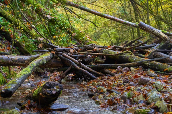 Paisagem Vibrante Rio Fluindo Lentamente Através Uma Floresta Colorida Meados Imagens De Bancos De Imagens