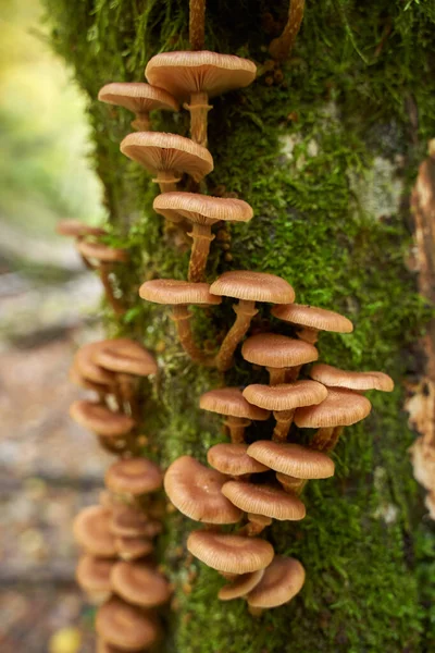 木桩上生长的不可知论蜂蜜蘑菇的封闭作用 免版税图库照片
