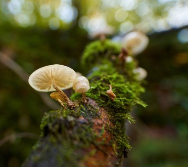 Bir ağaç kütüğünde büyüyen parazit mantar kolonisi.