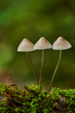 Bir ağaç kütüğünde büyüyen parazit mantar kolonisi.