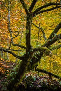 Sonbahar boyunca ormanda yosunla kaplı bir ağaç.