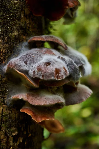 生长在树桩上的寄生蘑菇菌落 — 图库照片
