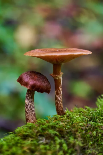 Colônia Cogumelos Parasitas Crescendo Toco Árvore — Fotografia de Stock