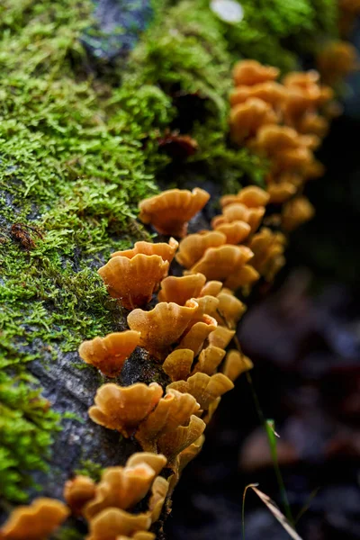 Colonie Champignons Parasites Poussant Sur Une Souche Arbre — Photo