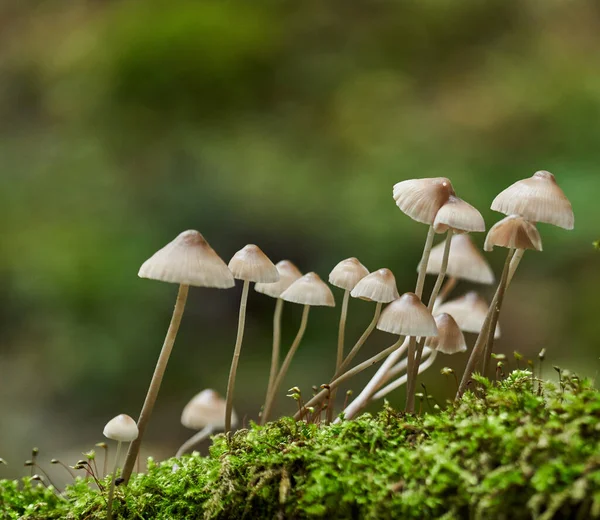 Colonie Champignons Parasites Poussant Sur Une Souche Arbre — Photo