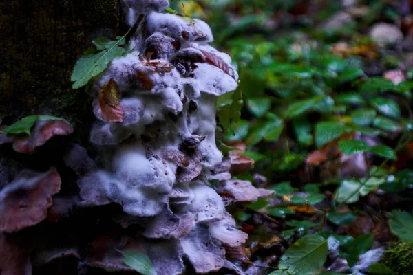 Colônia Cogumelos Parasitas Crescendo Toco Árvore — Fotografia de Stock