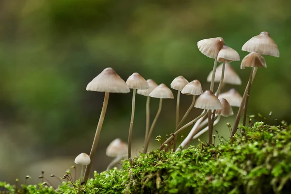 Colonia Ciuperci Parazite Care Crește Ciot Copac — Fotografie, imagine de stoc