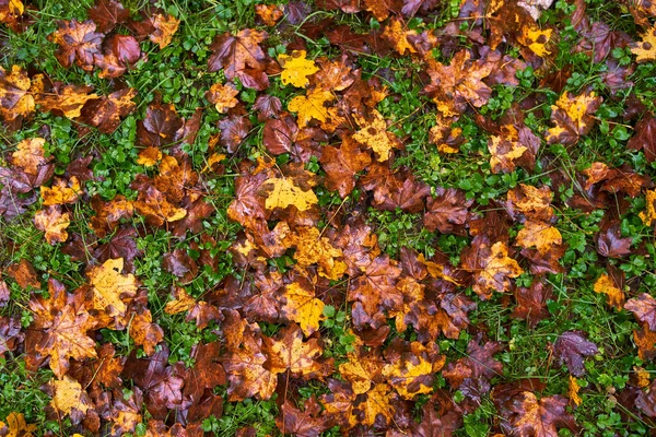 Mouiller Les Feuilles Tombées Sur Sol Dans Herbe — Photo