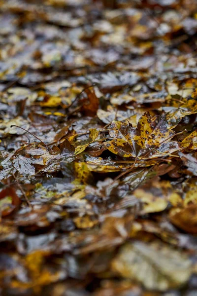 Folhas Molhadas Caídas Chão Grama — Fotografia de Stock